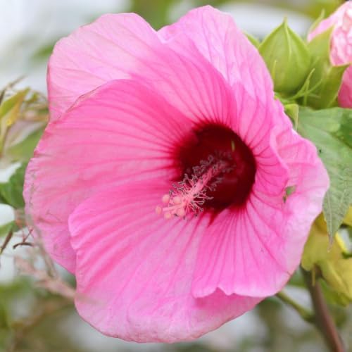 Pink Hibiscus Flower Live Plant, Large Bloom Shrub, 5-8'' Tall - Image 5