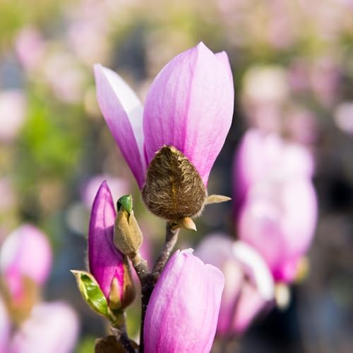Perfect Plants Jane Magnolia Tree, 3 Gallon, Live Plant - Image 6