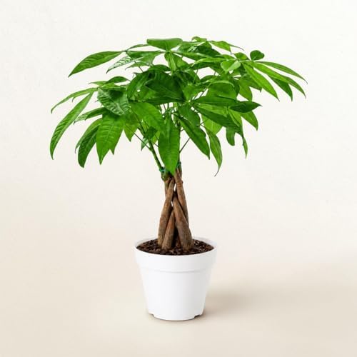 Money Tree Live Indoor Plant | 14-22 Inches Tall Bonsai | Easy to Grow Houseplant | Home, Office, or Room Decor | Birthday, Housewarming Gift in 4 Inch Pot - Image 2