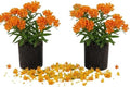 2 Orange Milkweed Live Plants, Outdoor Garden Flower Plant, 4-6 Inch Tall by PlantsSeedsBulbs