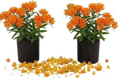 2 Orange Milkweed Live Plants, Outdoor Garden Flower Plant, 4-6 Inch Tall by PlantsSeedsBulbs
