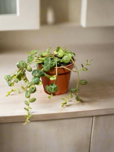 Live String of Turtles Plant, Peperomia Prostrata, 2-Inch Pot, Indoor Trailing Houseplant - Image 5