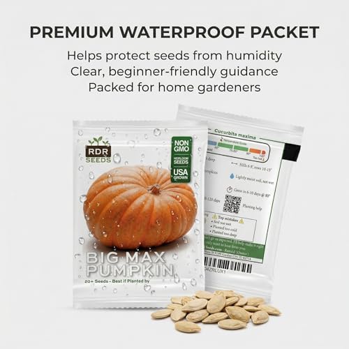 20 Pumpkin Seeds for Planting - Big Max - Heirloom | Non-GMO | USA Grown | Grows Big Giant Pumpkins up to 100 lbs! Grown for Pies and Halloween Jack O Lanterns - Image 7