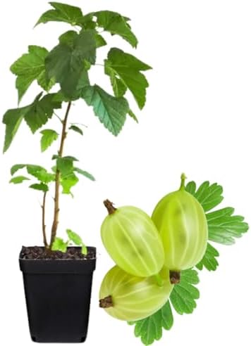 Sweet Gooseberry Live Plant, Cold Hardy Berry Bush, 5-9 Inch Tall by HILROQG