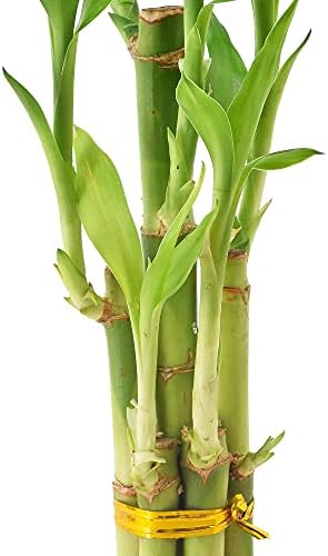 Arcadia Garden Products 5-Stem Lucky Bamboo, Live Indoor Plant in Dimension II Ceramic Planter for Home, Work, or Gift, Tan ***Cannot Ship to Hawaii*** - Image 3