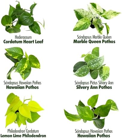 Plentiful Pothos & Philodendron (6 Pack), Pothos Live Plant Decor, Easy Indoor House Plants for Beginners, Marble Queen, Golden, Variegated Varieties - Image 5
