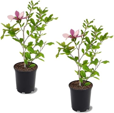 Alexandrina Japanese Magnolia, Pink Flowering Tree, 12-18 inch, 2 Trees by Unknown