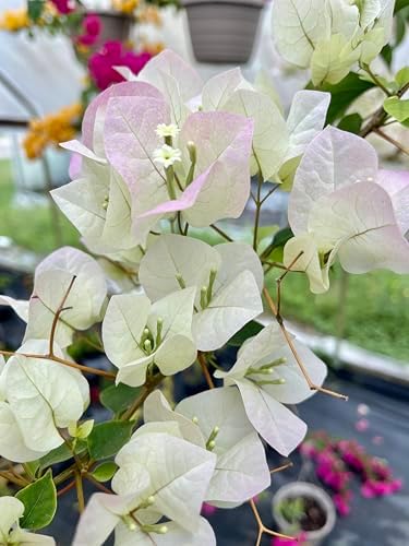White 16" Bougainvillea - Image 3