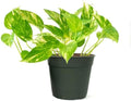 American Plant Exchange Golden Pothos 4-Inch Pot – Easy-Care Trailing Houseplant, Air-Purifying Vine for Home & Office, Low-Maintenance Indoor Plant for Hanging Baskets & Shelves by AmericanPlantExchange