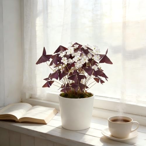 10 Bulbs Oxalis Triangularis, Purple Shamrocks Flowers for Home Garden Indoor Outdoor Planting, Easy Care - Image 3