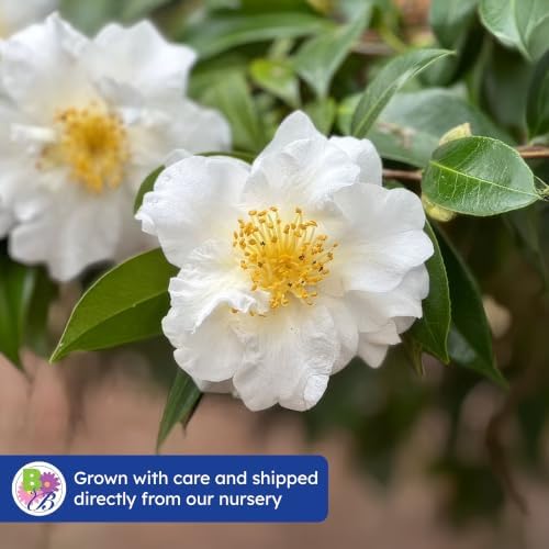 Setsugekka Camellia, Live Evergreen Flowering Shrub, 3 Gallon - Image 7