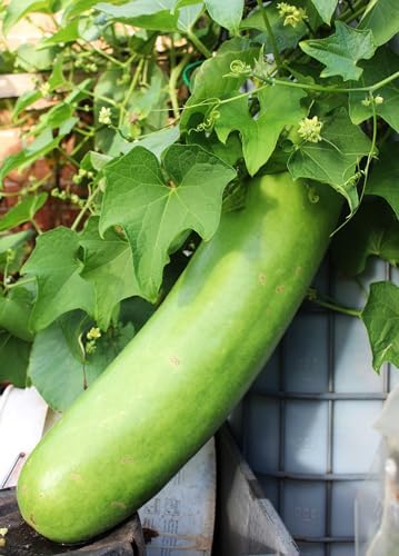 15pcs Long Bottle Gourd Cucuzzi Seeds Opo Asian Calabash Melon Squash - Image 5