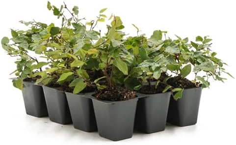 12 Creeping Fig, Live Plants – Ficus Repens – Fast-Growing & Versatile Climbing Vine in 2.5” Nursery Cubes – Perfect for Living Walls, Topiaries, Ground Cover & Indoor/Outdoor Decor by CitronellaKing
