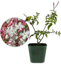 Pink Jasmine Plant Live, Fragrant Jasminum Polyanthum Vine, 2-Inch Pot by MyShelfie