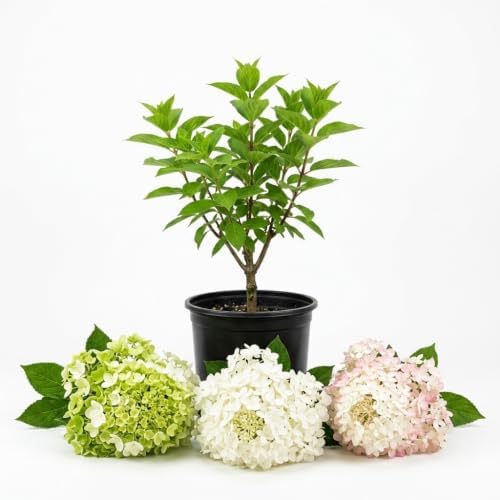 Green Hydrangea Tree Live Plant, Large Bloom Flower Shrub, 6-12 Inch Tall - Image 2
