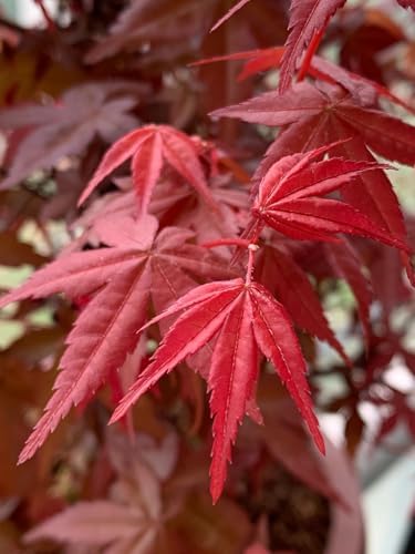 25+ Red Maple Tree Seeds Acer buergerianum Gorgeous Fall Colors Bonsai Plant by Unknown