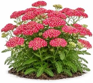 Votaniki Achillea Summerwine Yarrow Bare Root Perennial Wine Red Flowers Summer Blooming Drought Tolerant Plant for Garden Borders Cut Flower Outdoor Growing (Pack of 25) by Votaniki