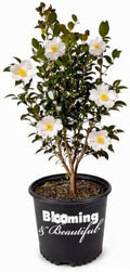 Setsugekka Camellia, Live Evergreen Flowering Shrub, 3 Gallon by BloomingBeautiful
