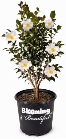 Setsugekka Camellia, Live Evergreen Flowering Shrub, 3 Gallon by BloomingBeautiful