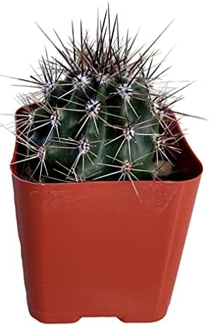 Live Mini Cactus Plants (8 Pack), Assorted Potted Cacti Variety Pack - Image 7