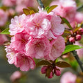 2 Pink Flowering Almond Shrubs - 6-12" Tall Live Plants - Quart Pots by Unknown