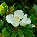 15PCS White Southern Magnolia Flower Seeds Ornamental Landscape Tree Seeds by Unknown