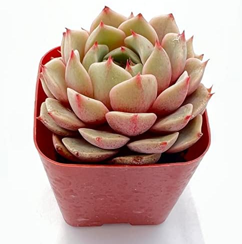 Sprout N Green Echeveria Ben Badis Live Succulent Plant - Image 2