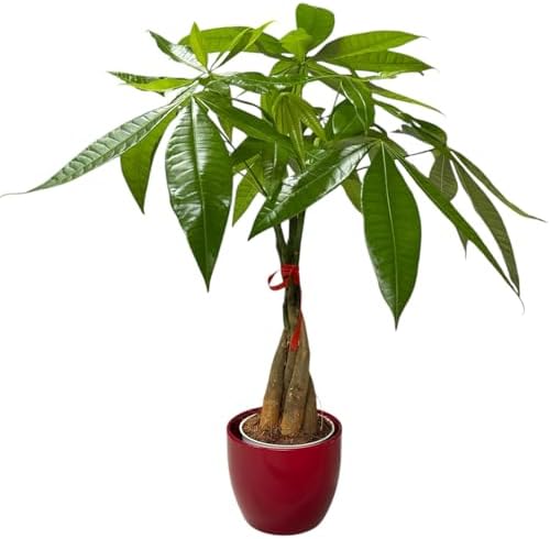 Money Tree Live Plant | 14-22 Inches Tall Bonsai | Easy to Grow Indoor Houseplant | Home, Office, or Room Decor | Birthday, Housewarming Gift (Red) - Image 2
