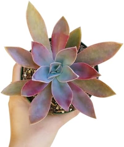 Graptoveria Fred Ives - Colorful 2 inch Succulents - Live Mini Succulent Plants Fully Rooted, Easy Care Indoor and Outdoor, Home and Garden Decor, Wedding Party Favor - Image 2