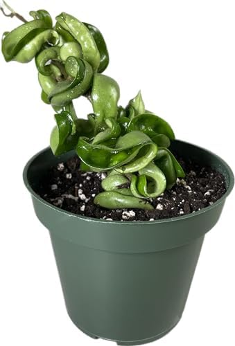 Hoya Compacta aka Hoya Hindu Rope Available in 4 inch Pot with One Plant - Air Purifying Plant - Hoya Plants Live Houseplants - Very Short Right Now - Image 6
