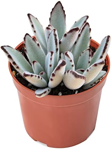 Sprout N Green Kalanchoe Tomentosa Panda Plant with 4 inch Starter Pot, Rare Live Succulent Plant Fully Rooted, Home Office Indoor Outdoor Wedding Decoration DIY Projects Party Favor - Image 2