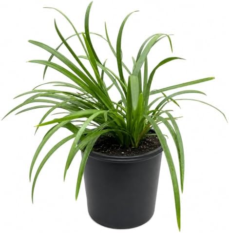 Big Blue Liriope Grass - Live Plant - Gallon Pot - Image 2