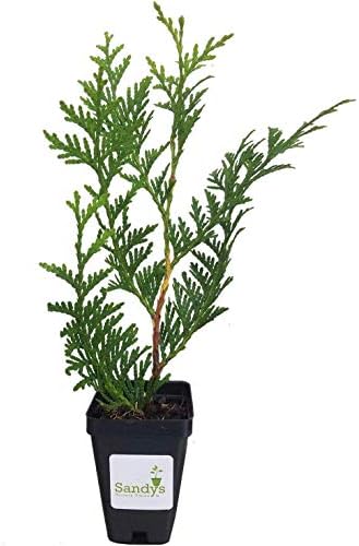Thuja Green Giant Arborvitae Tree, 16-20+ Inches Tall, Lot of 15, 3 Inch deep Pot by Sandys+Nursery+Online%C2%AE