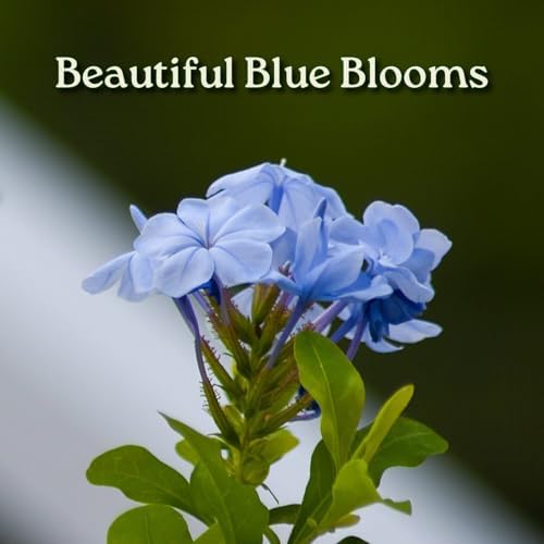 Blue Plumbago Plant – 1 Gallon, 14” to 16” Tall – Live Flowering Shrub for Gardens & Containers – Thrives in Full Sun – Deer-Resistant & Pollinator-Friendly – Low Maintenance - Image 2
