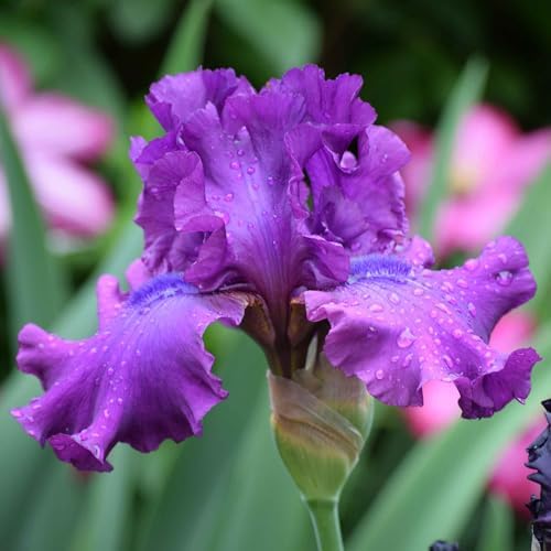 Eden Brothers Bearded Iris Bulbs - Swingtown by EdenBrothers