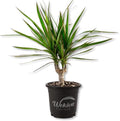 Dragons Blood Tree - 1 Live Plant in a 4 Inch Growers Pot - Dracaena Draco - Exotic Structural Foliage Ornamental Slow Growth Succulent by WekivaFoliage