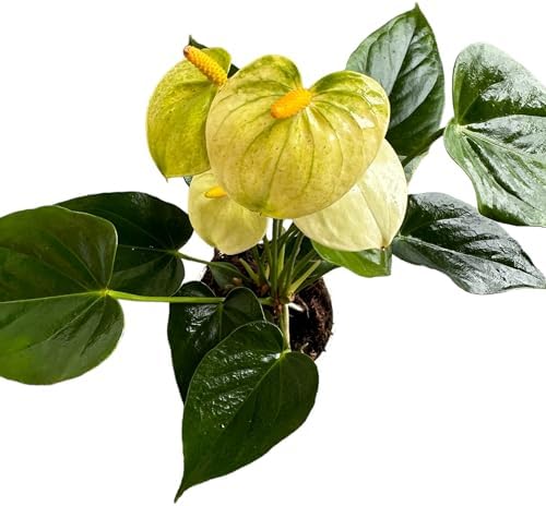 Anthurium (12"-14" Tall) Unique and Gorgeous Live Indoor Plant, Easy Care and Easy to Grow, Bloom Plant, 4 inch Pot (Vanilla) - Image 3