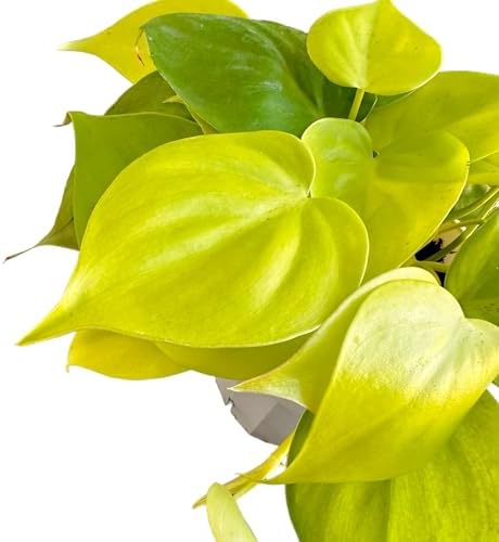 Hopewind Plnats Shop - Philodendron hederaceum Neon Cordatum, Rare Variety, Easy to Care Live Indoor Plant, 4 inch Pot - Image 3