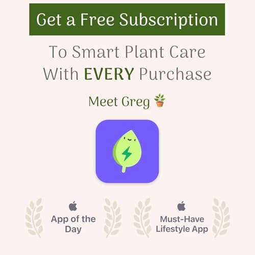 American Plant Exchange Majesty Palm – 10-Inch Pot – Live Tropical Houseplant with Arching Green Fronds, Easy Care Indoor or Patio Plant for Home, Office, Apartment & Landscape Décor - Image 5