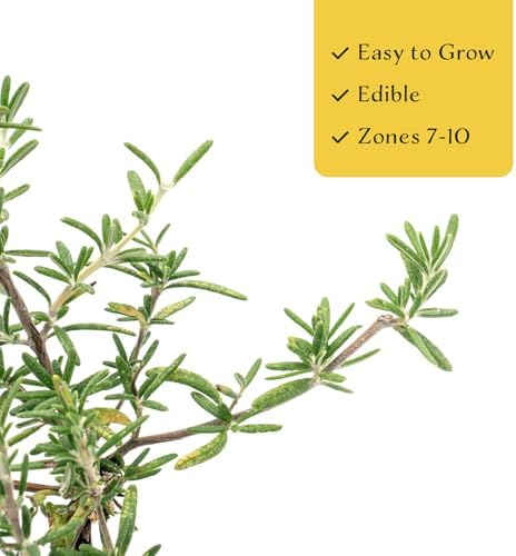 4 Huntington Carpet Rosemary in 3.5" Nursery Cubes | Rosmarinus officinalis ‘Huntington' | Low-Growing Evergreen Herb for Groundcover, Gardens & Containers - Image 5