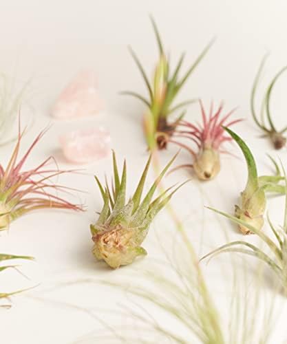 Shop Succulents - Live Assorted Tillandsia Air Plants, 50 Pack - Image 2