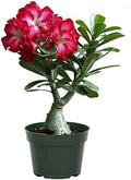 American Plant Exchange Desert Rose – Live 6-Inch Potted Flowering Succulent, Drought-Tolerant Bonsai-Style Plant for Indoor & Outdoor Gardens, Patios, and Home Décor by AmericanPlantExchange