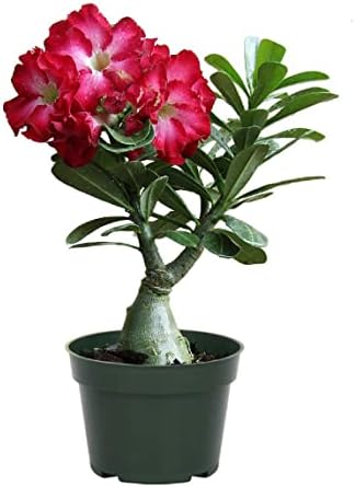 American Plant Exchange Desert Rose – Live 6-Inch Potted Flowering Succulent, Drought-Tolerant Bonsai-Style Plant for Indoor & Outdoor Gardens, Patios, and Home Décor by AmericanPlantExchange