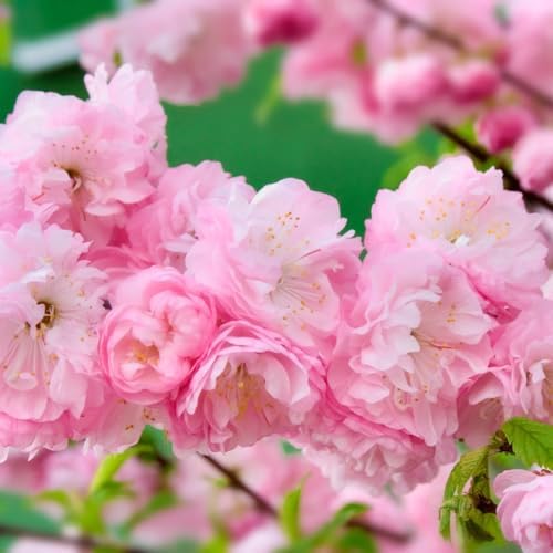 Flowering Almond Tree Plant Live, Ornamental Shrub, 8-12 Inch Tall - Image 5