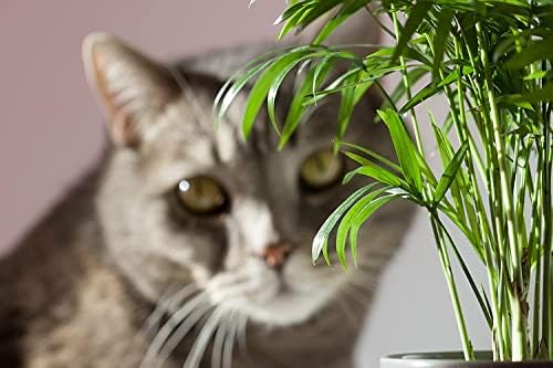 American Plant Exchange Parlor Palm – Live 6-Inch with Pot Cover, Easy-Care Air-Purifying Indoor Palm, Low-Light Tropical Plant for Home, Office, Bedroom & Indoor Décor - Image 2