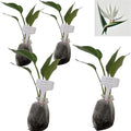 Daisy Ship White Bird of Paradise - Strelitzia Nicholai - 4 x 2 inch Bags by DaisyShip