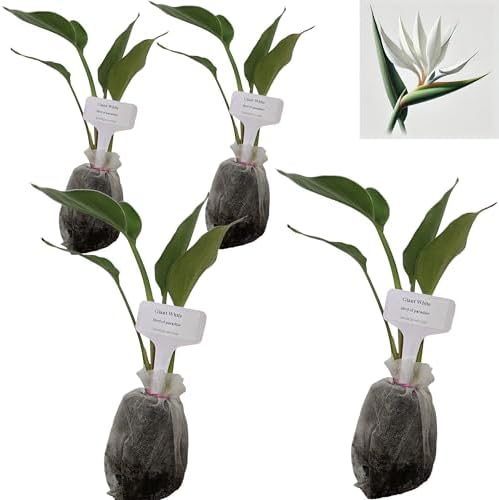 Daisy Ship White Bird of Paradise - Strelitzia Nicholai - 4 x 2 inch Bags by DaisyShip