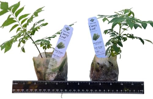 Daisy Ship Curry Leaf Plant Live Murraya Koenigii - 2 x 2-in Bags by DaisyShip
