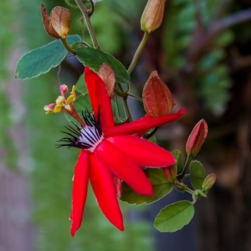 Red Passion Flower Plant, Live Passiflora Vine, 4-8 Inch Tall - Image 4