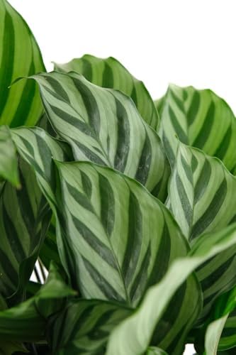 Shop Succulents Calathea Concinna Freddie, Live Indoor Plant, Easy Care Tropical Houseplant in Nursery Pot, Air Purifying Plant in Soil, Housewarming, Trendy Home Décor, 1-2 Feet Tall - Image 2